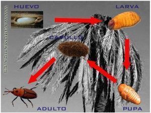 agromatica picudo