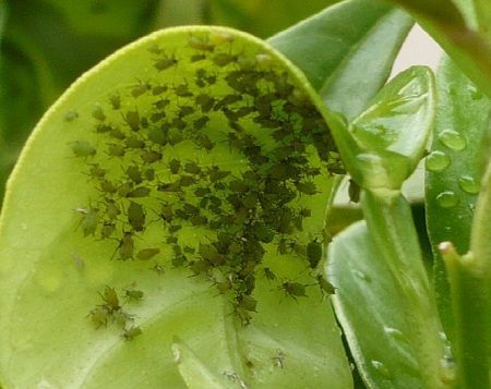 pulgón verde melocotonero