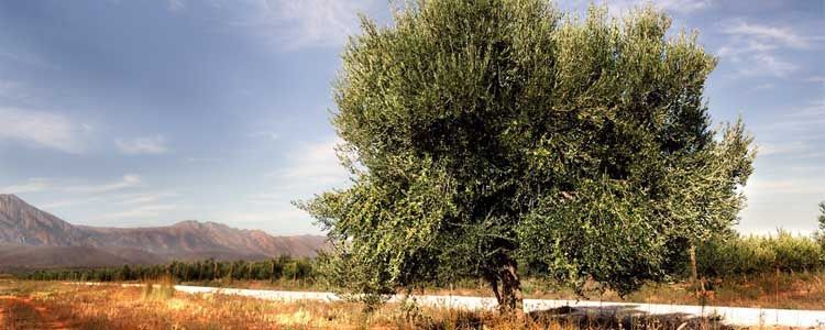 abonado del olivar con fósforo