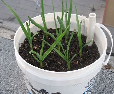 ajo creciendo en maceta ajo creciendo en maceta
