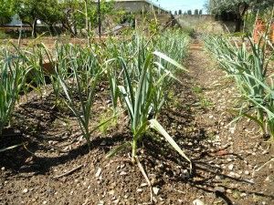 cultivo del ajo cultivo del ajo