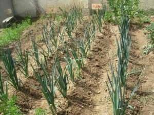 cultivo del ajo cultivo del ajo. Cómo cultivar el ajo