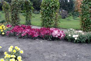 crisantemos crisantemos, Chrysanthemum