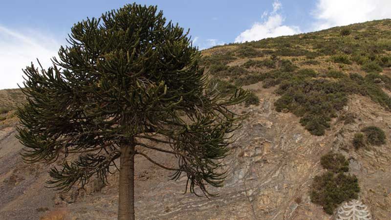 Conífera Araucaria araucana