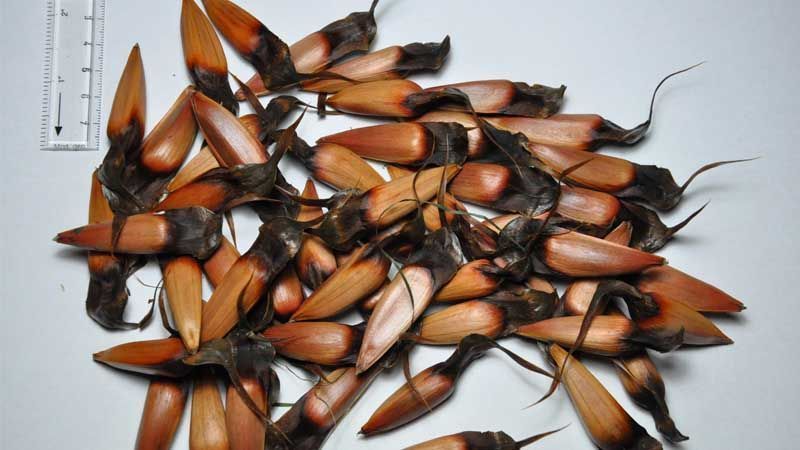 Semillas araucaria araucana