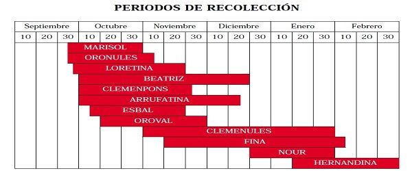 recolección mandarinas recolección mandarinas. Cítricos