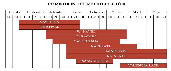 recolección naranjas recolección naranjas.