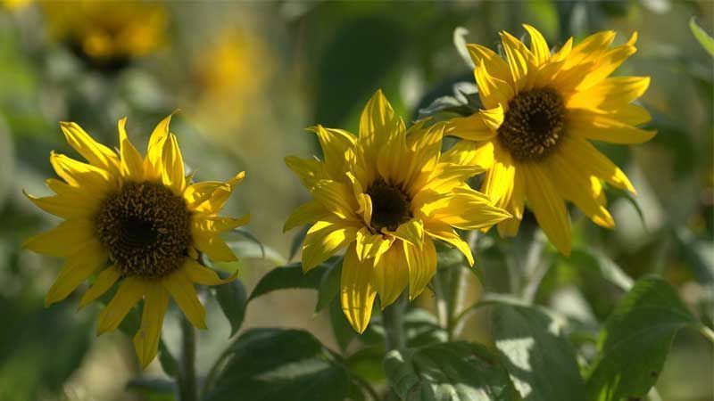 Girasoles Helianthus annuus