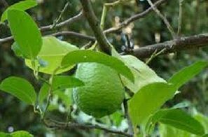 Citrus macrophylla Citrus macrophylla