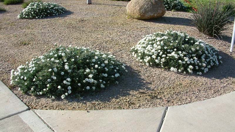 Planta de jardín Convolvulus cneorum