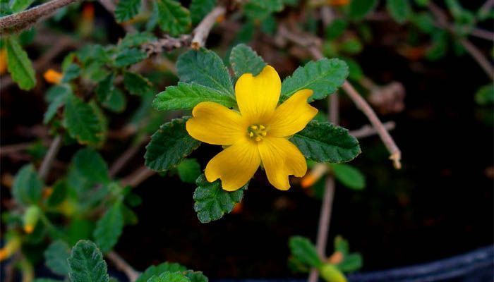 Flor de damiana