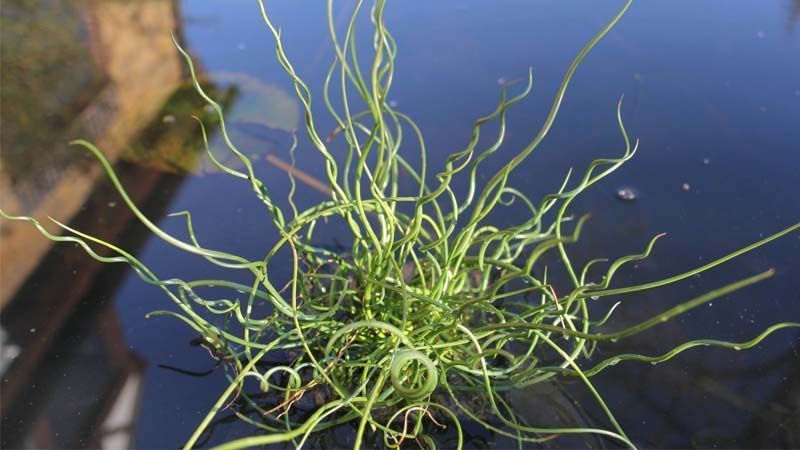 Junco Juncus effusus