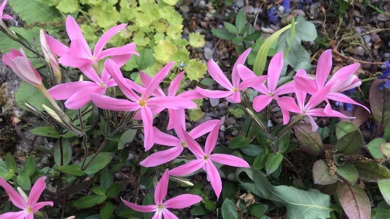 Floración de Phlox adsurgens