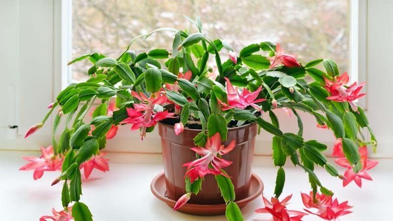 Maceta de cactus de Navidad