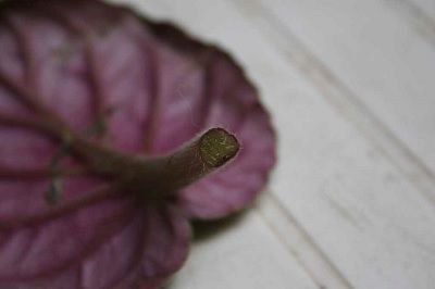 corte limpio de la hoja para realizar el esquejado corte limpio de la hoja para realizar el esquejado