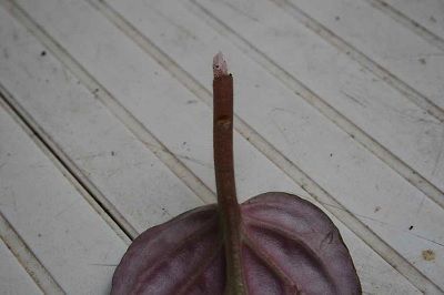 hoja de Saintpaulia para esqueje hoja de Saintpaulia para esqueje