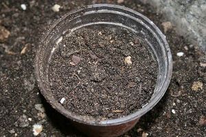 maceta con sustrato para trasplante maceta con sustrato para trasplante