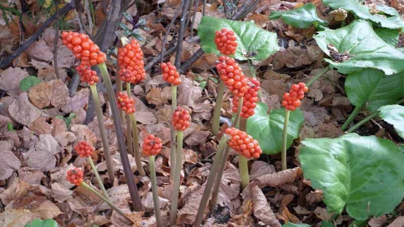 Frutos de Arum maculatum