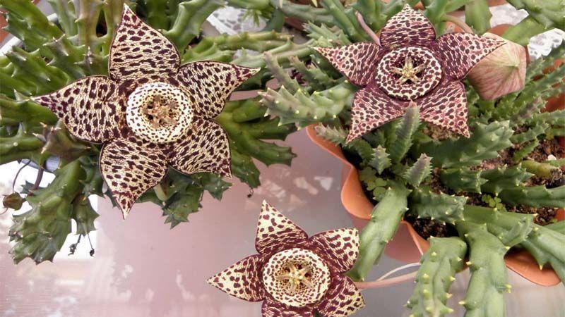 Cómo plantar Stapelia variegata