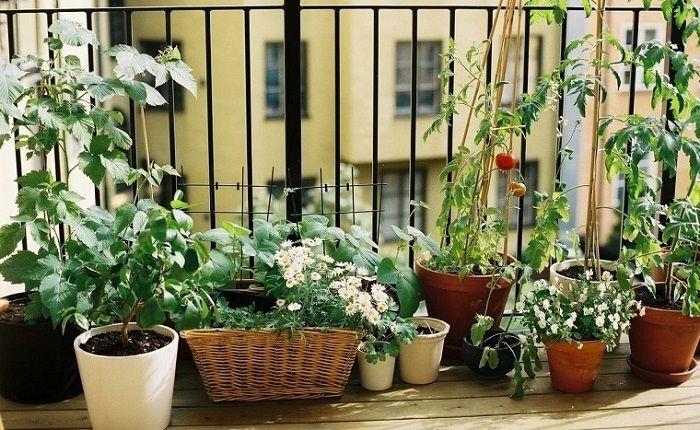 Plantas Para Terrazas Todo El Año
