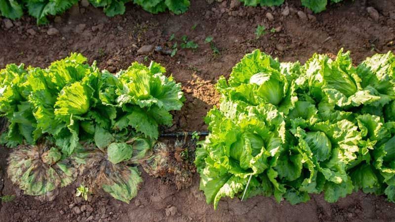 Sclerotinia en cultivo de lechuga