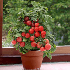 tomate cherry huero urbano