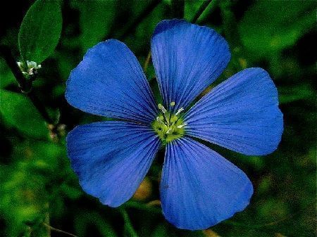 Flor de lino