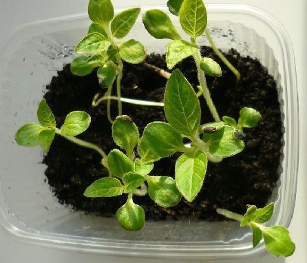 Planta de sésamo