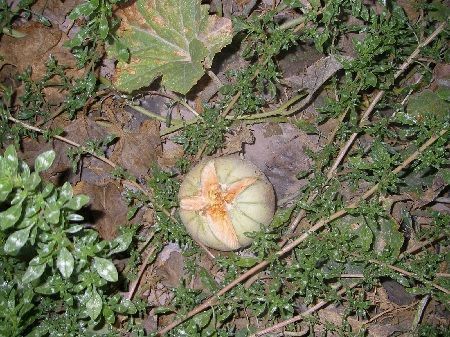 melón rajado