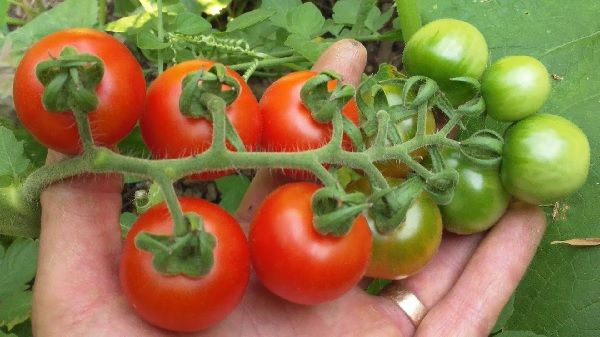 Cultivo de tomate en el huerto en agosto