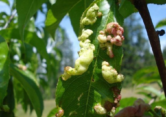 Abolladura (Taphrina deformans)