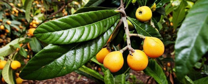 cultivo de nisperero árbol el huerto en mayo