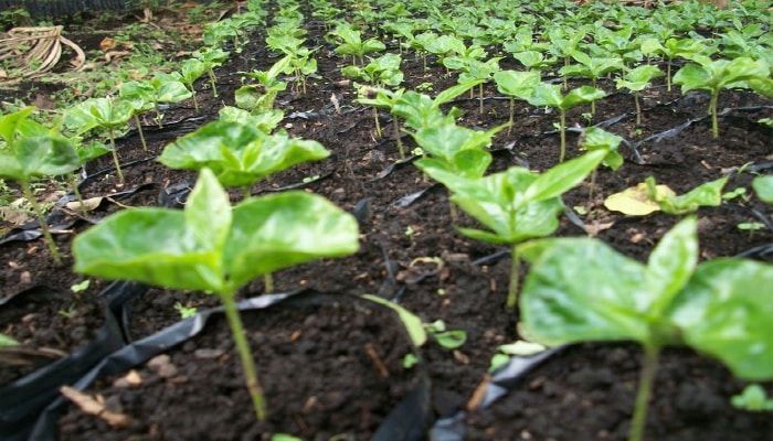 semillero de plantas el huerto en mayo
