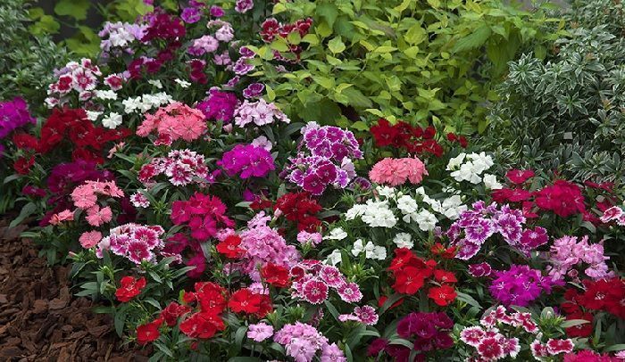 cultivo de clavelina en jardineria