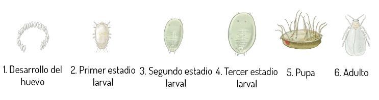 Ciclo de vida mosca blanca