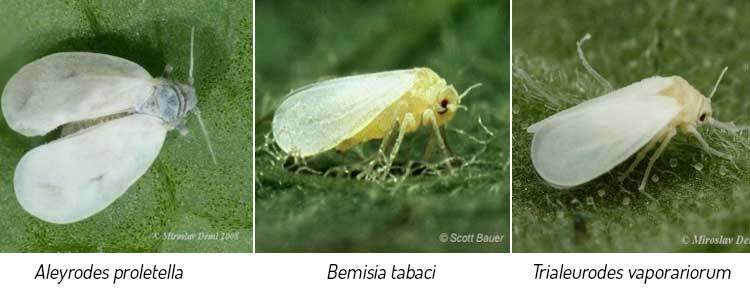 Tipos de moscas blancas