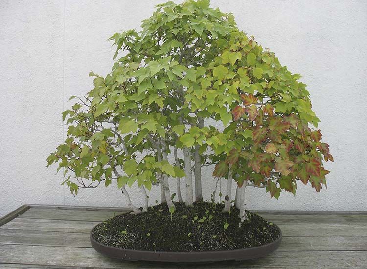 Bonsai