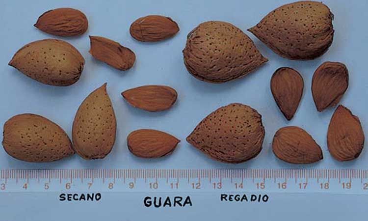 Características frutos Guara