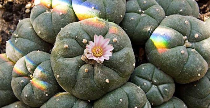 Peyote: el cactus alucinógeno americano - Agromática