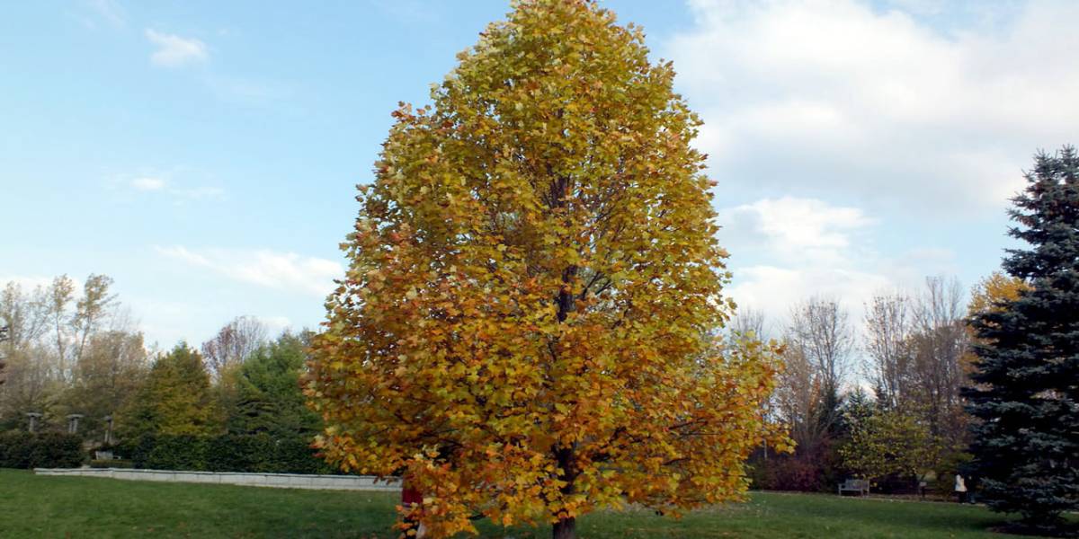 Arbol Liriodendron tulipifera