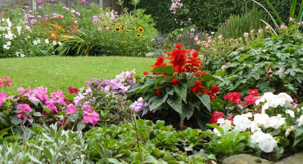 plantas vivaces