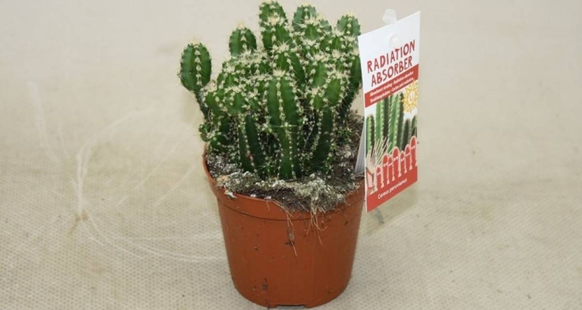 Planta Cereus repandus