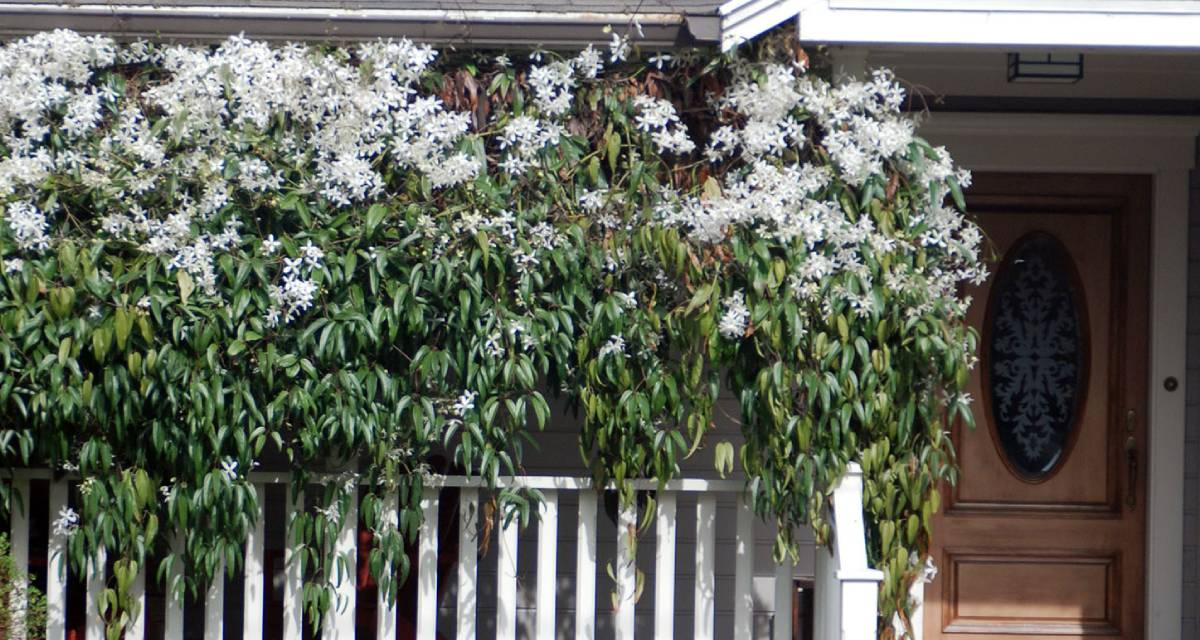Planta Clematis armandii