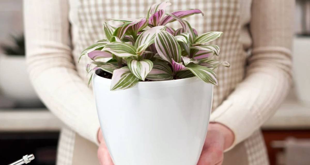 Planta Tradescantia nanouk en maceta