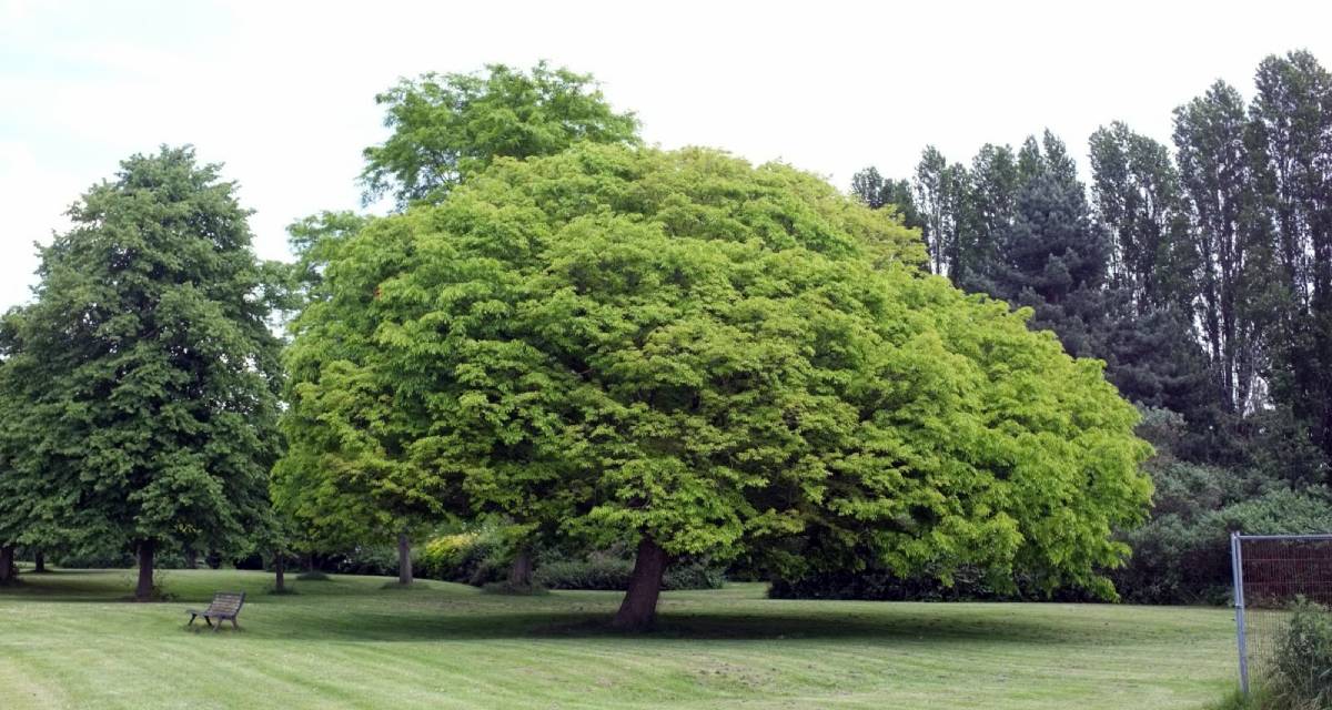 Arbol Zelkova serrata