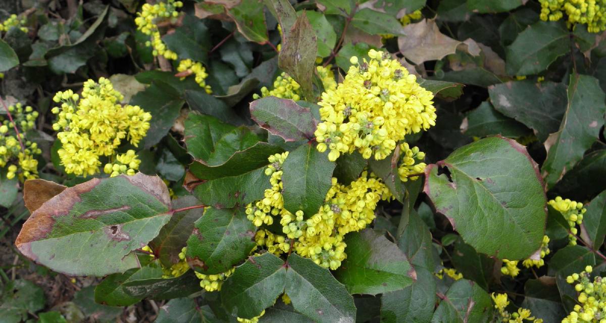 Berberis aquifolium