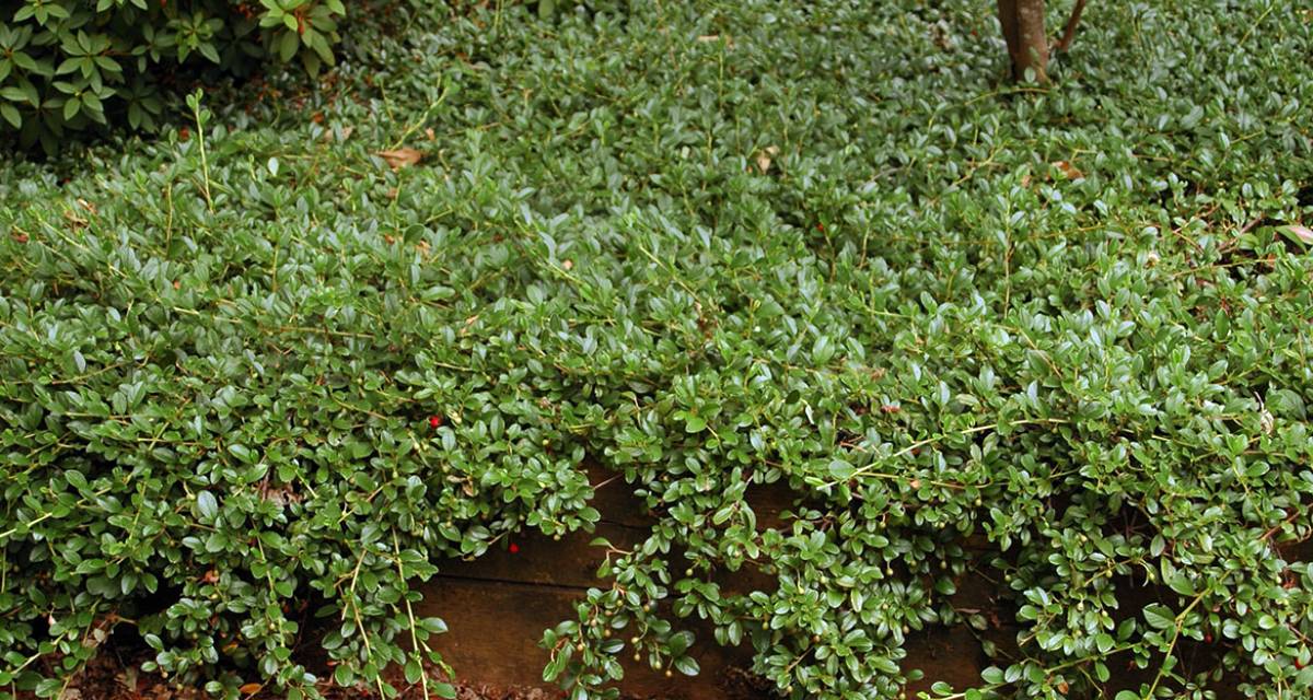 Cotoneaster dammeri