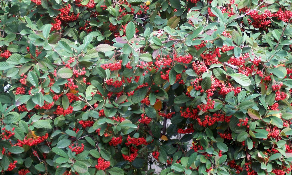 Cotoneaster lacteus
