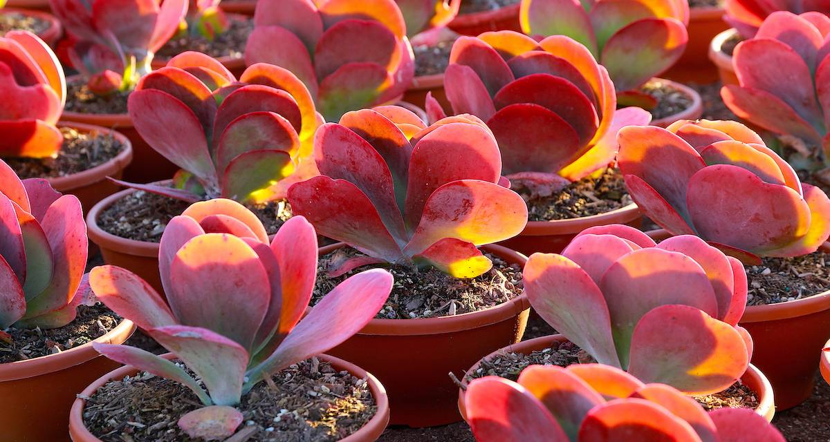 Kalanchoe thyrsiflora
