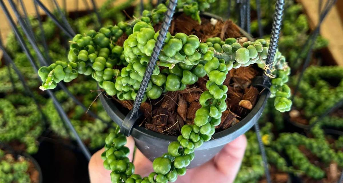 Planta Dischidia nummularia